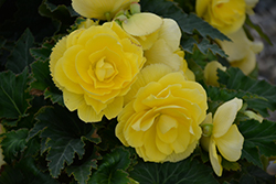 Nonstop Joy Yellow Begonia (Begonia 'Nonstop Joy Yellow') at Garden Treasures