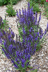 Merleau Blue Sage (Salvia 'Merleau Blue') at Garden Treasures