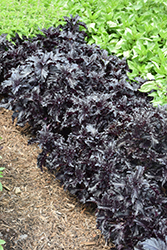 Purple Ruffles Basil (Ocimum basilicum 'Purple Ruffles') at Garden Treasures