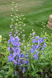 Guardian Lavender Larkspur (Delphinium 'Guardian Lavender') at Garden Treasures
