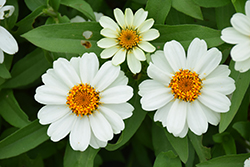 Profusion White Zinnia (Zinnia 'Profusion White') at Garden Treasures
