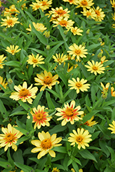 Profusion Yellow Zinnia (Zinnia 'Profusion Yellow') at Garden Treasures