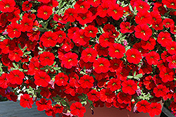 Cabaret Bright Red Calibrachoa (Calibrachoa 'Balcabrite') at Garden Treasures