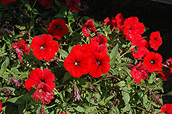 Surfinia Deep Red Petunia (Petunia 'Surfinia Deep Red') at Garden Treasures
