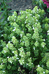 Boxwood Basil (Ocimum basilicum 'Boxwood') at Garden Treasures