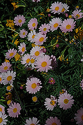 Molimba Pink Marguerite Daisy (Argyranthemum frutescens 'Argymip') at Garden Treasures