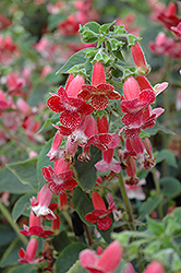 Longwood Kohleria (Kohleria 'Longwood') at Garden Treasures