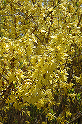 Spring Glory Forsythia (Forsythia x intermedia 'Spring Glory') at Garden Treasures