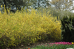 Spring Glory Forsythia (Forsythia x intermedia 'Spring Glory') at Garden Treasures