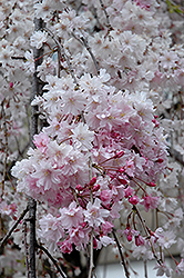 Double Pink Weeping Higan Cherry (Prunus subhirtella 'Pendula Plena Rosea') at Garden Treasures