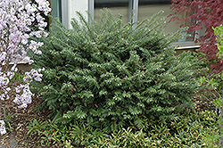 Duke Gardens Plum Yew (Cephalotaxus harringtonia 'Duke Gardens') at Garden Treasures