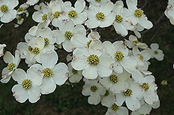 Cloud 9 Flowering Dogwood (Cornus florida 'Cloud 9') at Garden Treasures