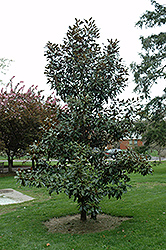 Kay Parris Magnolia (Magnolia grandiflora 'Kay Parris') at Garden Treasures
