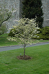 Appalachian Spring Flowering Dogwood (Cornus florida 'Appalachian Spring') at Garden Treasures