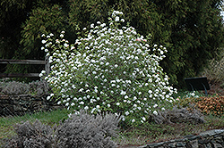 Koreanspice Viburnum (Viburnum carlesii) at Garden Treasures