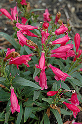 Pinacolada Red Beard Tongue (Penstemon barbatus 'Pinacolada Red') at Garden Treasures