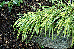 Naomi Hakone Grass (Hakonechloa macra 'Naomi') at Garden Treasures