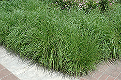 Fountain Grass (Pennisetum alopecuroides) at Garden Treasures