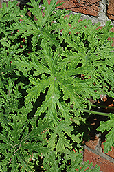 Citrosa Geranium (Pelargonium citrosum) at Garden Treasures