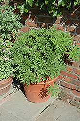 Citrosa Geranium (Pelargonium citrosum) at Garden Treasures