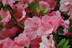 Hilda Niblett Azalea (Rhododendron 'Hilda Niblett') at Garden Treasures