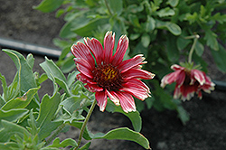 Punch Bowl Blanket Flower (Gaillardia x grandiflora 'Punch Bowl') at Garden Treasures