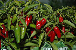 Apache Pepper (Capsicum annuum 'Apache') at Garden Treasures