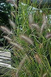 Cassian Dwarf Fountain Grass (Pennisetum alopecuroides 'Cassian') at Garden Treasures