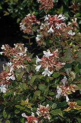 Little Richard Glossy Abelia (Abelia x grandiflora 'Little Richard') at Garden Treasures
