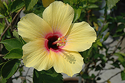 Lemon Hibiscus (Hibiscus rosa-sinensis 'Lemon') at Garden Treasures