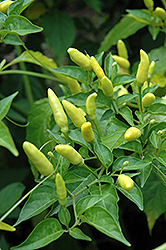 Tabasco Pepper (Capsicum frutescens 'Tabasco') at Garden Treasures