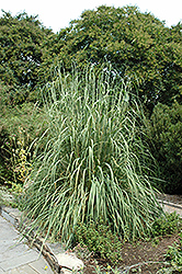 Ravenna Grass (Erianthus ravennae) at Garden Treasures