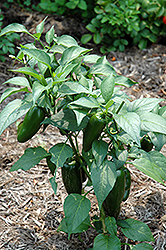 Jalapeno Pepper (Capsicum annuum 'Jalapeno') at Garden Treasures