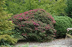 Pocomoke Crapemyrtle (Lagerstroemia 'Pocomoke') at Garden Treasures