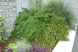 Alexandrian Laurel (Danae racemosa) at Garden Treasures