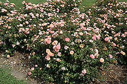 Apricot Drift Rose (Rosa 'Meimirrote') at Garden Treasures