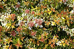 Kaleidoscope Abelia (Abelia x grandiflora 'Kaleidoscope') at Garden Treasures