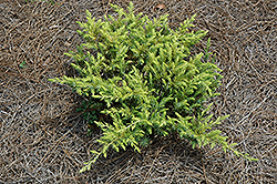 Golden Pacific Shore Juniper (Juniperus conferta 'sPg-3-016') at Garden Treasures