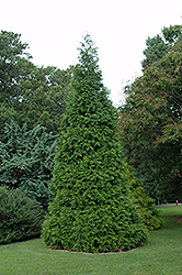 Green Giant Arborvitae (Thuja 'Green Giant') at Garden Treasures