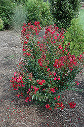 Red Rooster Crapemyrtle (Lagerstroemia indica 'PIILAG III') at Garden Treasures