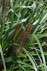 Red Head Fountain Grass (Pennisetum alopecuroides 'Red Head') at Garden Treasures