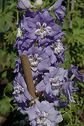 Lilac Ladies Larkspur (Delphinium 'Lilac Ladies') at Garden Treasures