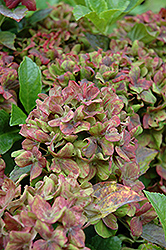 Pistachio Hydrangea (Hydrangea macrophylla 'Horwack') at Garden Treasures