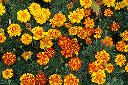 Durango Bolero Marigold (Tagetes patula 'Durango Bolero') at Garden Treasures