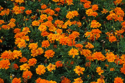 Durango Tangerine Marigold (Tagetes patula 'Durango Tangerine') at Garden Treasures