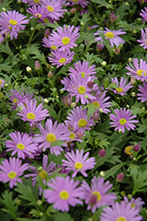 Brasco Violet Brachyscome (Brachyscome angustifolia 'Brasco Violet') at Garden Treasures