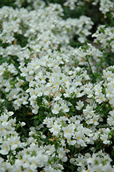 Aromatica White Nemesia (Nemesia 'Aromatica White') at Garden Treasures