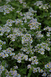 Aromatica Sky Blue Nemesia (Nemesia 'Aromatica Sky Blue') at Garden Treasures