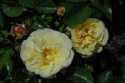 Popcorn Drift Rose (Rosa 'Novarospop') at Garden Treasures