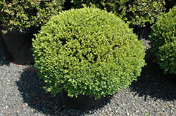 Green Velvet Boxwood (globe form) (Buxus 'Green Velvet (globe)') at Garden Treasures